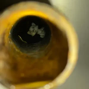 Drain Cleaning in Buford